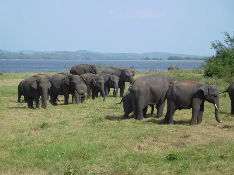Elephant gathering, Minneriya