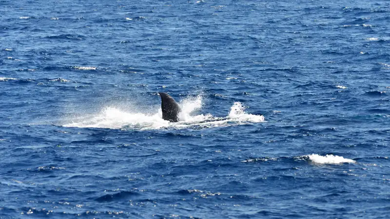 Whale Watching - Mirissa