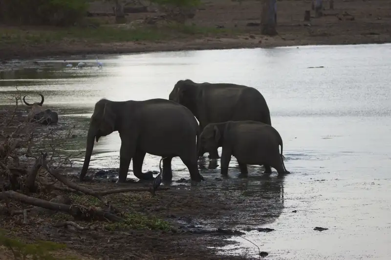 Udawalawe National Park Safari, photo 2